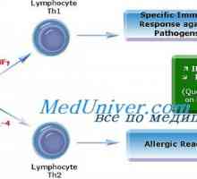 Alergeny. T typu helper 2 (Th2) alergickým reakcím
