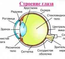 Anatomie lidského oka: Struktura
