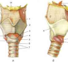 Anatomie hrtanu