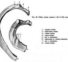Anatomie hrudníku: žebra