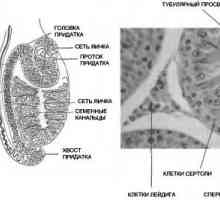 Anatomie a fyziologie mužského reprodukčního systému
