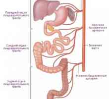 Anatomie a fyziologie lidského žaludku