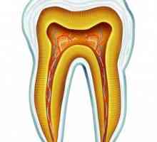 Anatomie a rozvoj lidských zubů