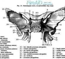 Anatomie: sphenoid