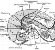 Anatomie slinivky břišní