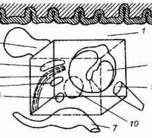 Anatomie sluchového analyzátoru. Vnitřní stěna bubínku