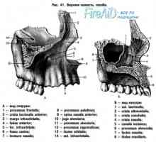 Anatomie: horní čelist