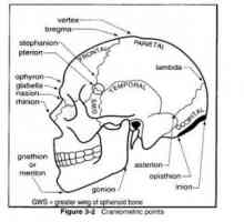 Anatomie vnějšího povrchu lebky. Craniometrical bod (vnější památky)