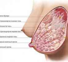 Anatomie ženského prsu