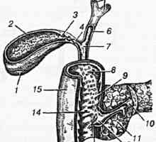 Anatomické a fyziologické informace o onemocnění žlučníku a zhelcheotvodyaschih způsoby