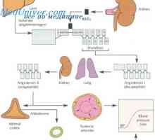 Anomálie embryonálního chromafinní systému. Vývoj vylučovací soustavy plodu