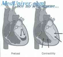 Anomálie embryonální ledviny. Formuláře fetální ledvina patologie
