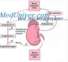 Abnormální vývoj organismu embrya dutin. Patologie plodu tělních dutin