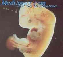 Tepny embrya. Vznik a vývoj embryonálních tepen