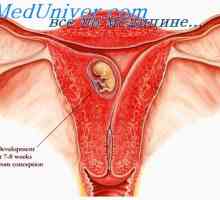 Štítné žlázy v průběhu těhotenství. Zvýšení tělesné hmotnosti u těhotných žen