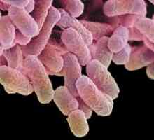 Bakteriální gastroenteritida: příznaky, léčba