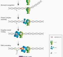 Proteiny rodiny Mutl, dotažení a CDK ve vývoji oocytů. mutace