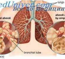 Účinek kyslíku na dechového centra. Úloha kyslíku v regulaci dýchání