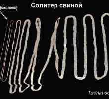 Tasemnic pásky červi (helmintů) u lidí, symptomů a léčby
