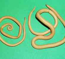 Ascaris lumbricoides typ kolo parazitickými červy