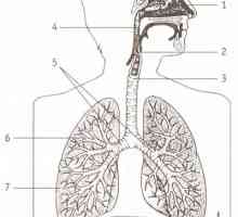 Jaký je zodpovědný za čištění a odvodnění dýchací soustavy