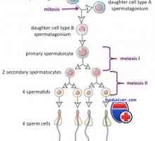 Spermatogeneze cyklus. Kolik času je zralé spermie?
