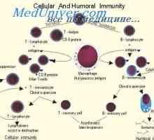 Cytotoxické buňky T-. Supresorové T buňky