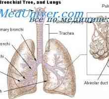 Tlak kyslíku v alveolární plynu. Nutnost celkové plicní ventilace