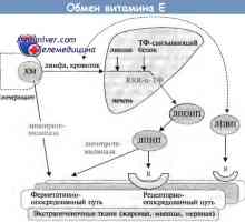 Fyziologie metabolismu vitaminu E a jeho účinky