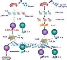 Dendritické buňky v průběhu infekce. Dendritické buňky naložené bakteriální antigeny