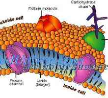 Buněčná membrána. Struktura buněčné membrány