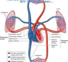 Plicní oběh. Anatomie plicní cirkulace