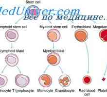 Diferenciace lymfoidních buněk. lymfopoéze