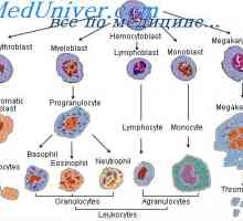Diferenciaci kmenových buněk. Diferenciace buněk granulocytární