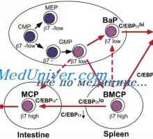 Diferenciace T a B buněk. Cytokiny indukovat diferenciaci buněk Th1 typu I-interferonu (IFN-a)
