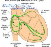 Distribuce srdeční kontrakce. srdeční kardiostimulátor