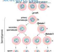 Regulace spermatogeneze. dozrávání spermií