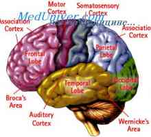 Sdělení mozkové kůry s ostatními odděleními. Specifické oblasti mozkové kůry