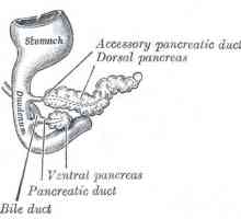 Aditivum (aberantní) pankreas