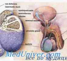 Sperm pohyb mužského pohlavního ústrojí. dozrávání spermií