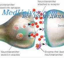 Mediator presynaptické membráně. postsynaptický membrána