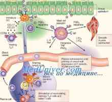 Fagocytární aktivity dendritických buněk. Imunofenotyp dendritických buněk