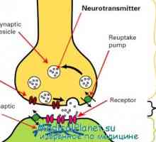 Fyziologie nervových synapsí. anatomie synapse