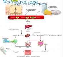 Fyziologie vitaminu D. Efekty a role vitaminu D
