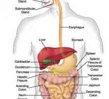 Fyziologie gastrointestinálního traktu. Činnost motoru gastrointestinálního traktu