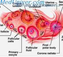 Folikulární buňky. Fyziologie folikulárních buněk