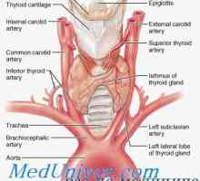 Formation (embryologie) štítné žlázy a jeho anatomie