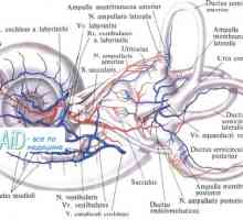 Formování embrya z krčních svalů. Vývoj plodu svalů hlavy