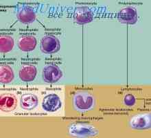 Přirozená imunita. Získaná nebo adaptivní imunita