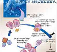 Typy adaptivní imunity. Lymfocytů v získané imunity